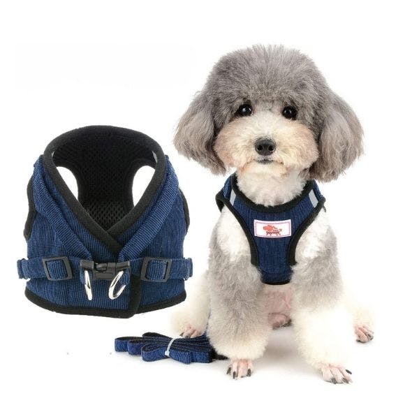 Best harness 2025 for havanese